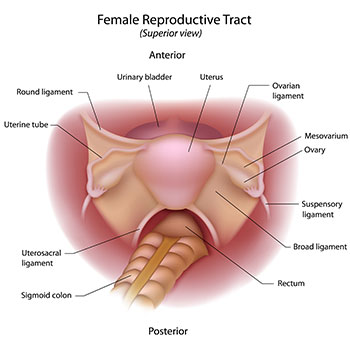 Anterior Repair