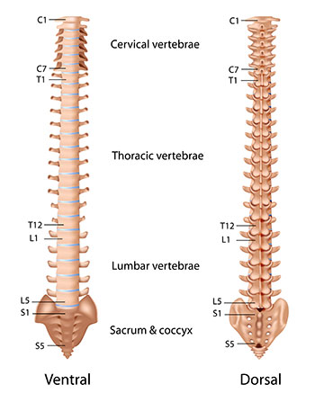 Sefton Suite : Back Pain Management